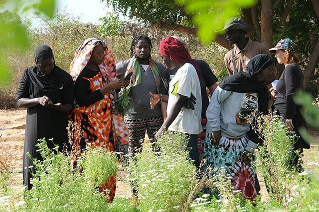 Leute stehen im Garten, schauen sich Pflanzen an und diskutieren