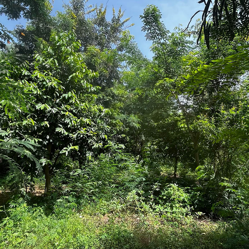 Fruchtbäume und stickstoffbindende Bäume stehen nebeneinander