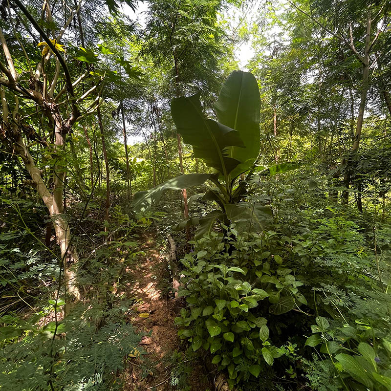 Junger Wald mit Bananenstaude in der Mitte