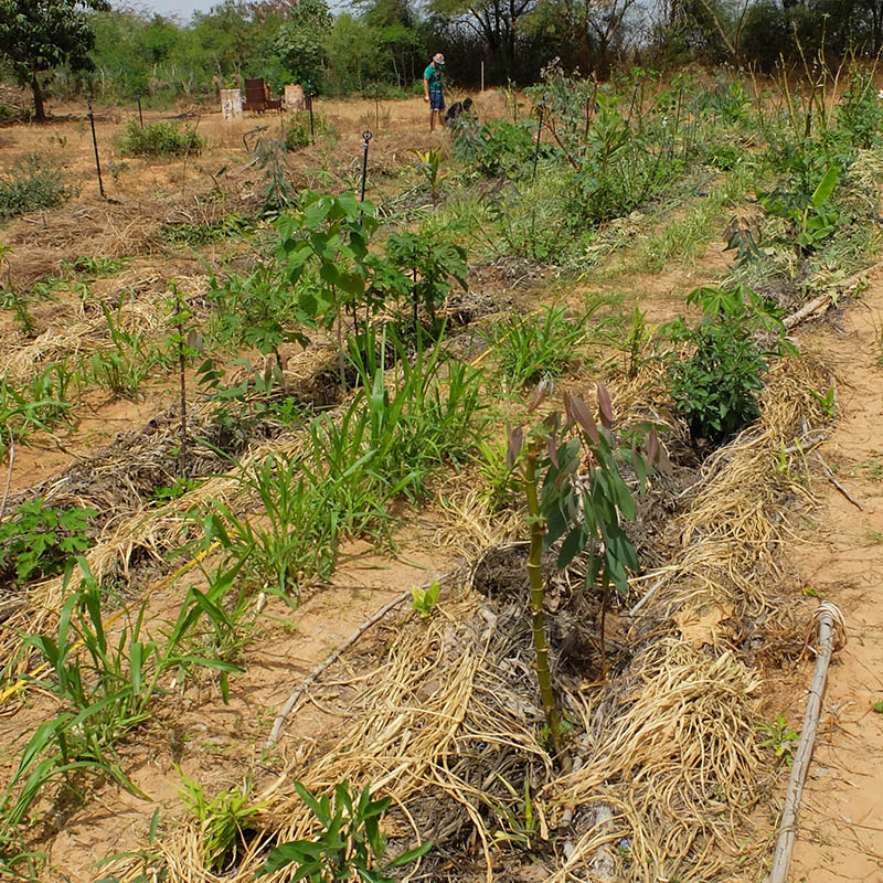 Diverse junge Pflanzen, Gemüse, Sträucher, Bäume in Reihen angepflanzt und seitlich gemulcht.