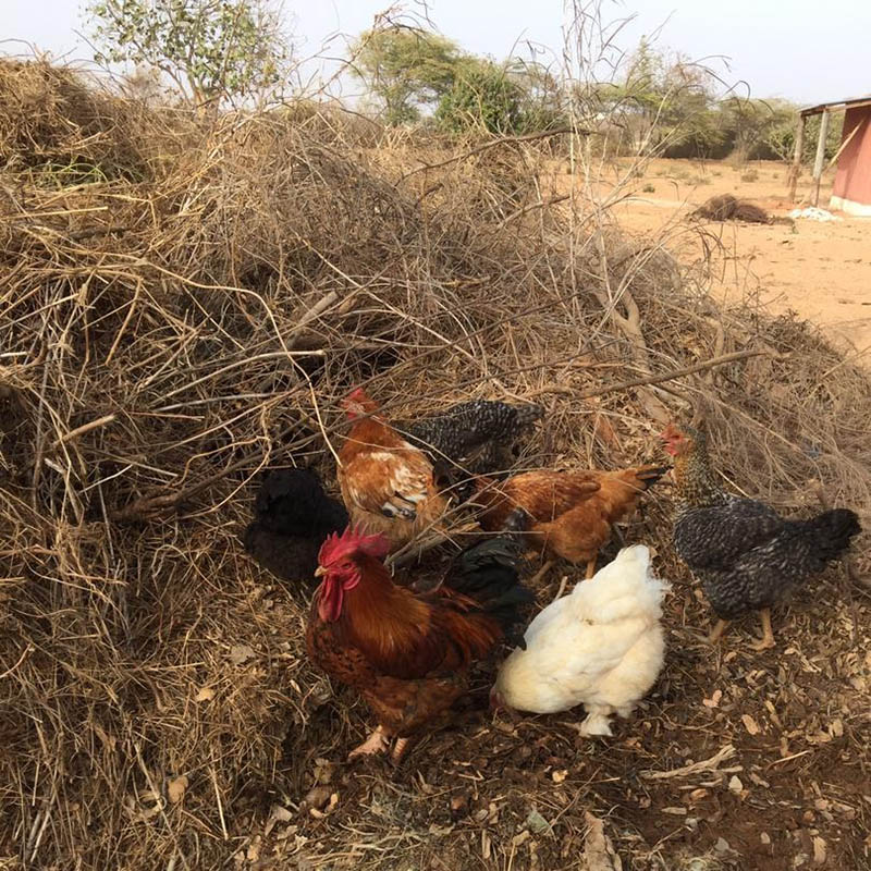 Hühner stehen und scharren in einem Komposthaufen